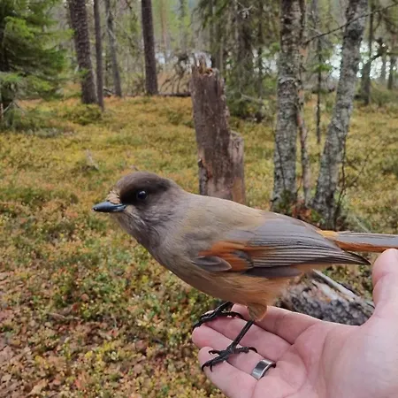 Laskijantie10c2 * Ylläs